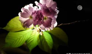 一庭花影三更月 一庭花影三更月