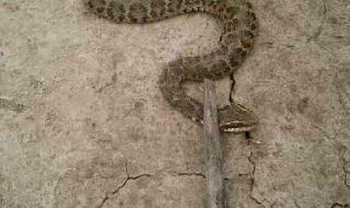 蛇的尾巴进入了我的 蛇的尾巴进入了我的