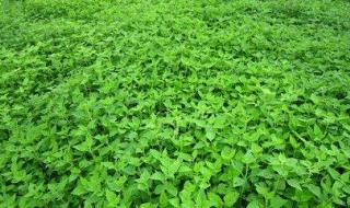 冰凌花是保护植物吗