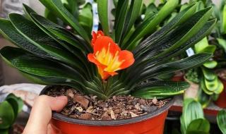 长春君子兰花卉市场