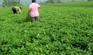 种植专业合作社