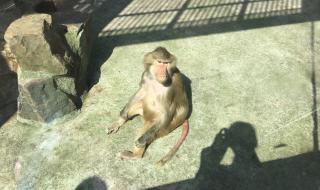 无锡动物园门票 无锡动物园门票