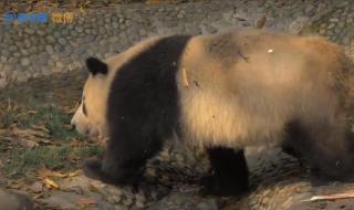 熊猫泡澡太像人了