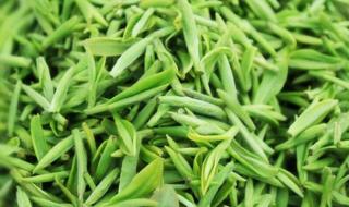 信阳毛尖什么茶