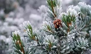 下里巴人指的是什么 下里巴人指的是什么