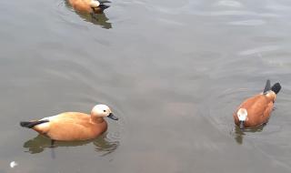 熊猫基地门票团购