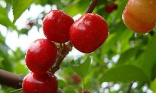 十三陵附近的陵园