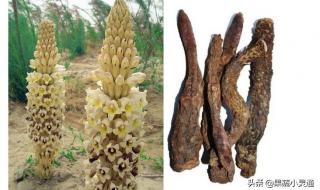 梭梭树根部寄生 梭梭树根部寄生