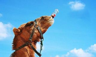 突尼斯属于哪个国家